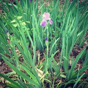 Meet your Posher, Jacqueline